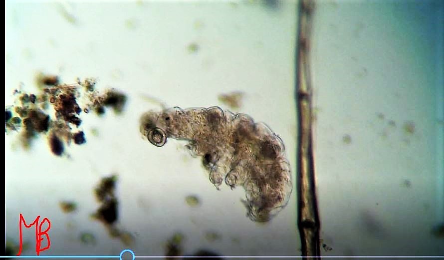 tardigrado a bocca aperta